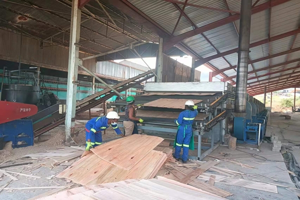 楊木單板嘿嘿视频黄片